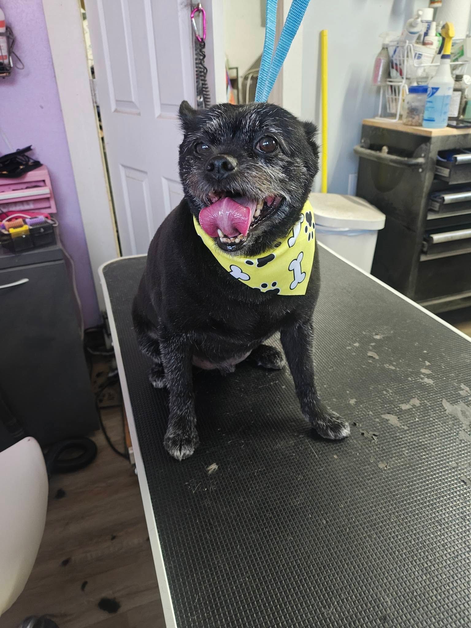Small black dog with a yellow bandana sitting on a table, panting in a home room.
