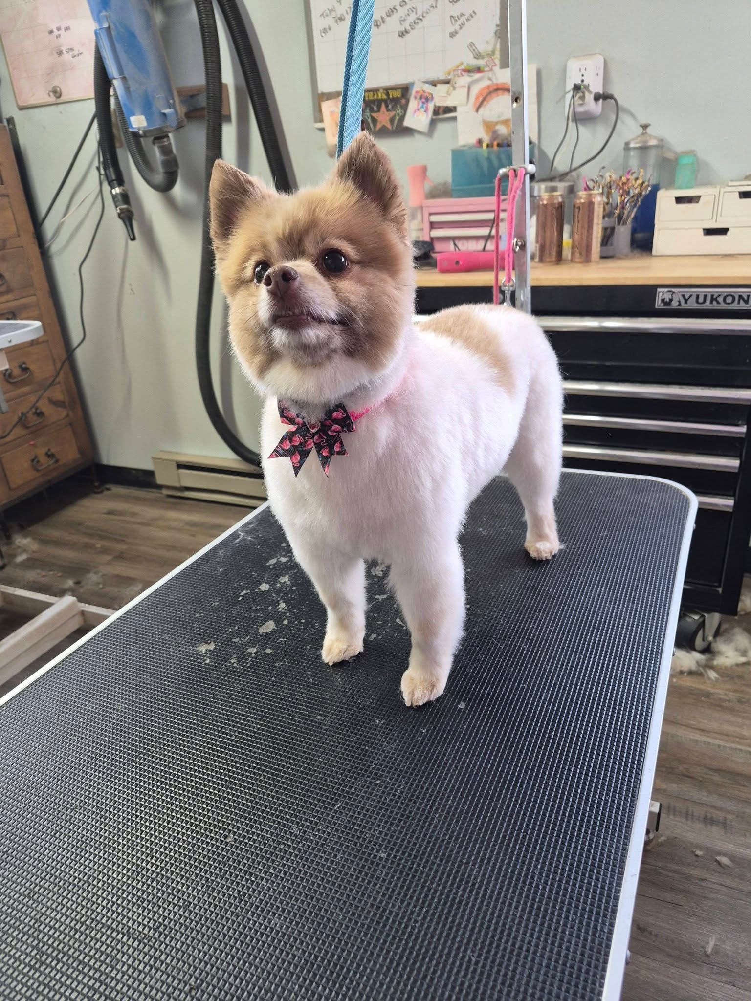 Small fluffy dog with a pink bandana standing on a grooming table in a salon