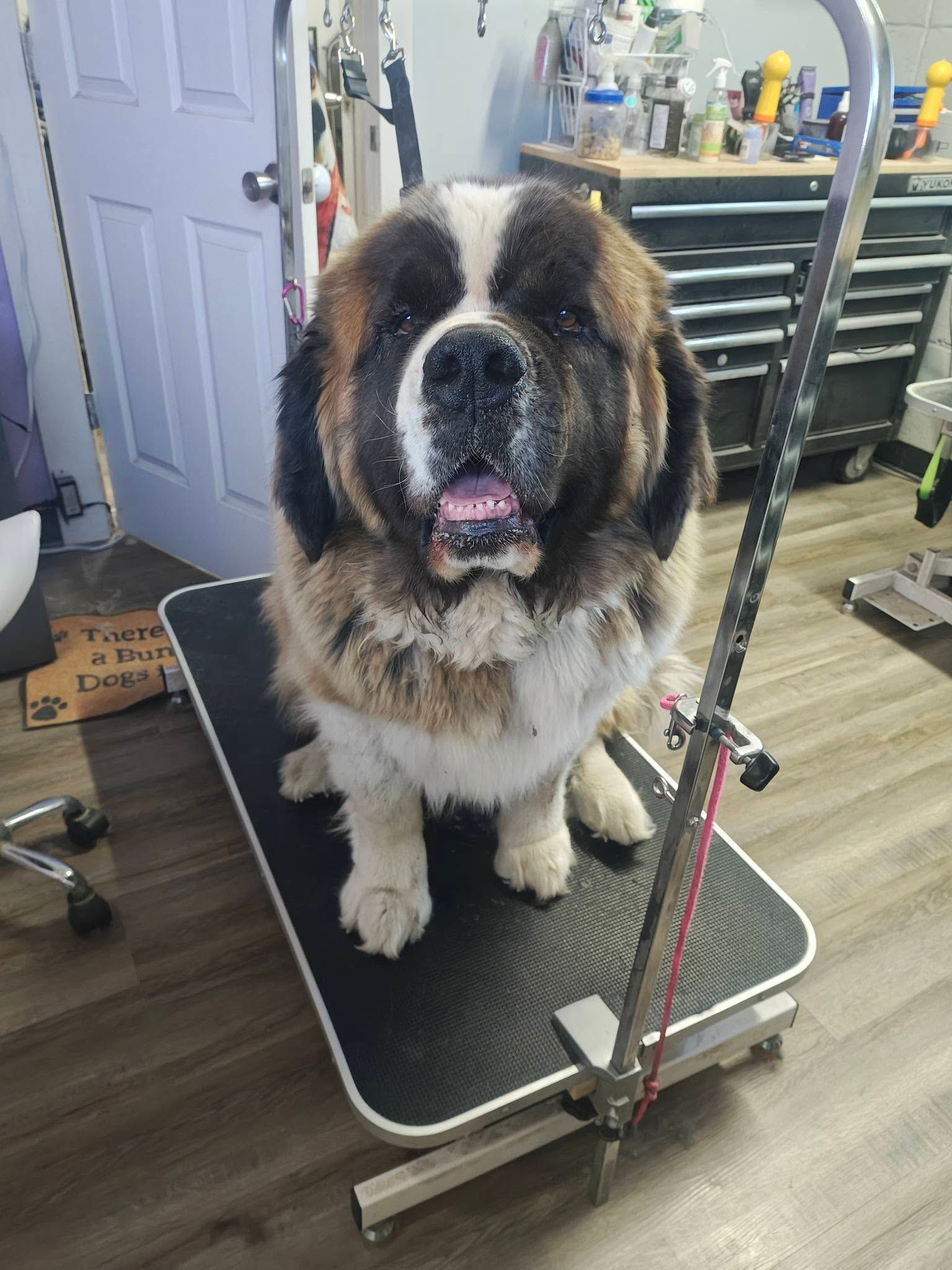 Large fluffy Saint Bernard standing on a grooming table in a pet salon, with grooming tools nearby.