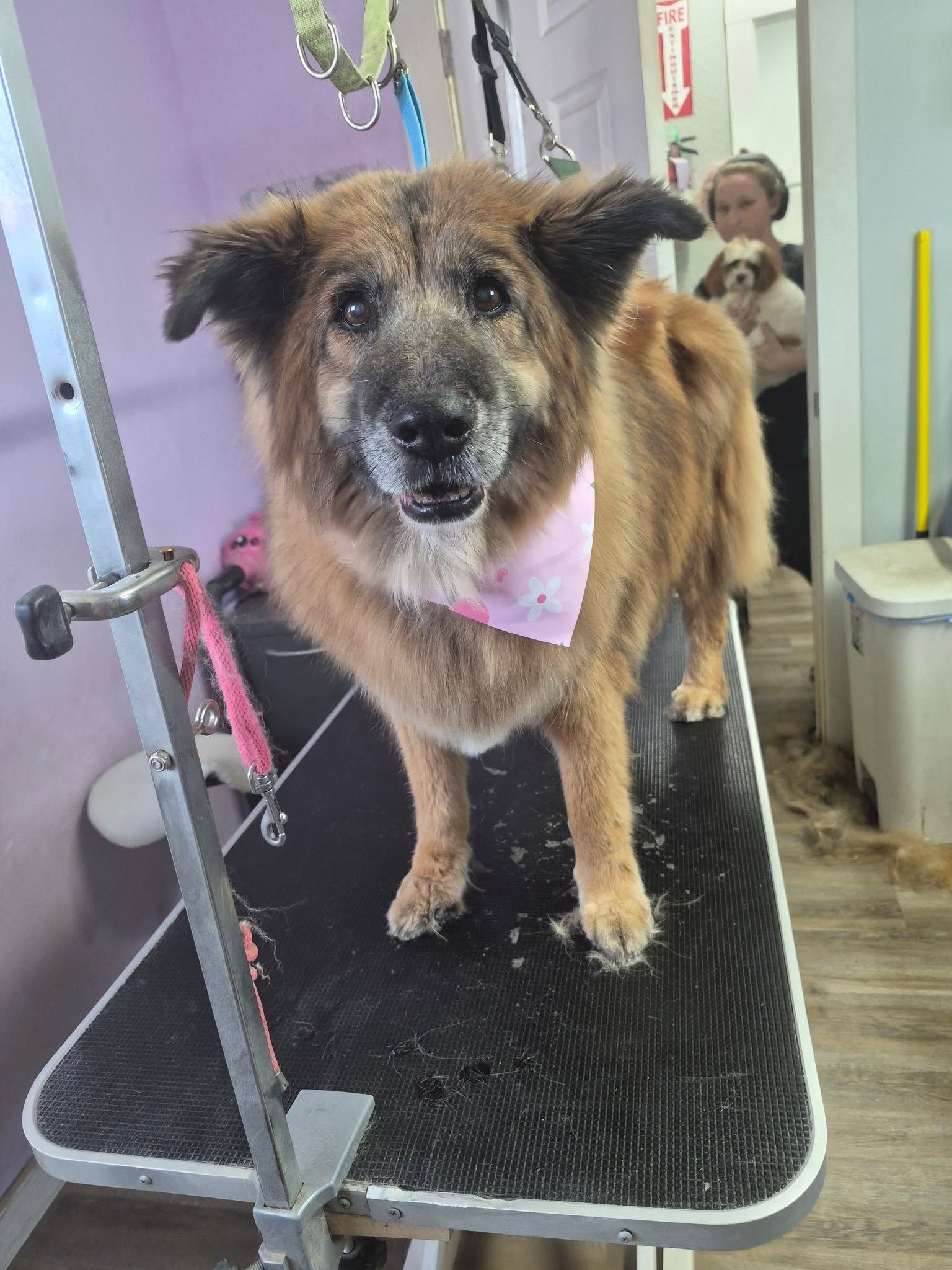 Small brown-and-black dog standing on a grooming table with a pink bandana, looking at the camera.