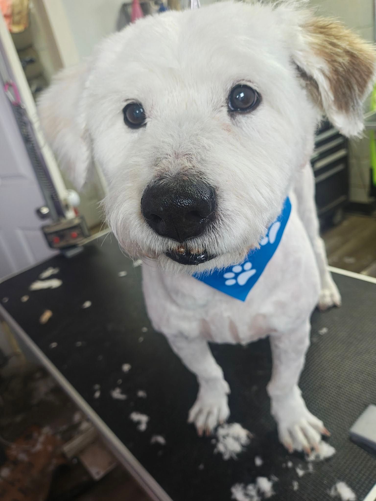 White dog with a blue bandana sitting on a grooming table, looking at the camera.