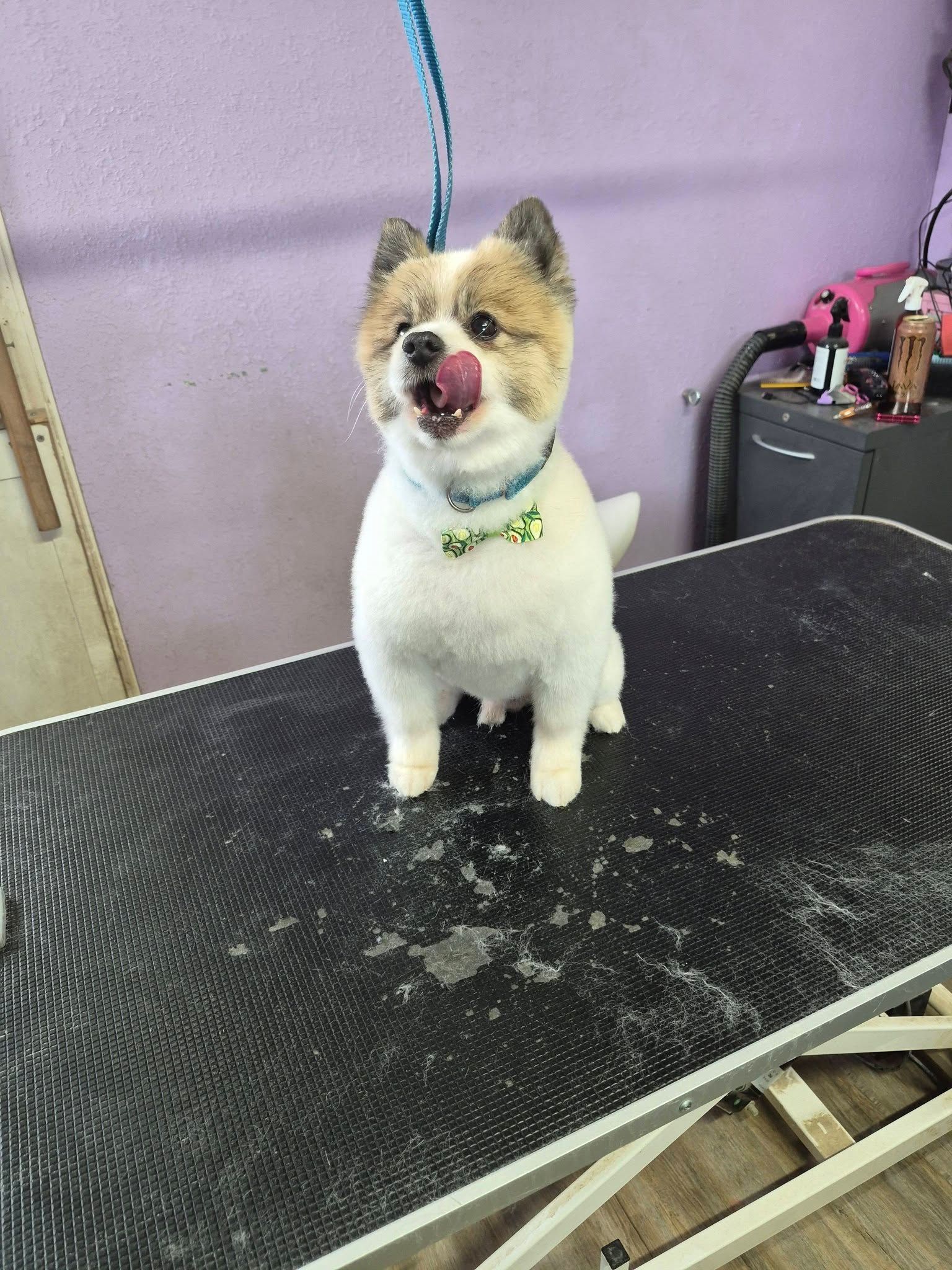 Small white-and-brown dog standing on a grooming table, tongue out, with a blue leash attached.