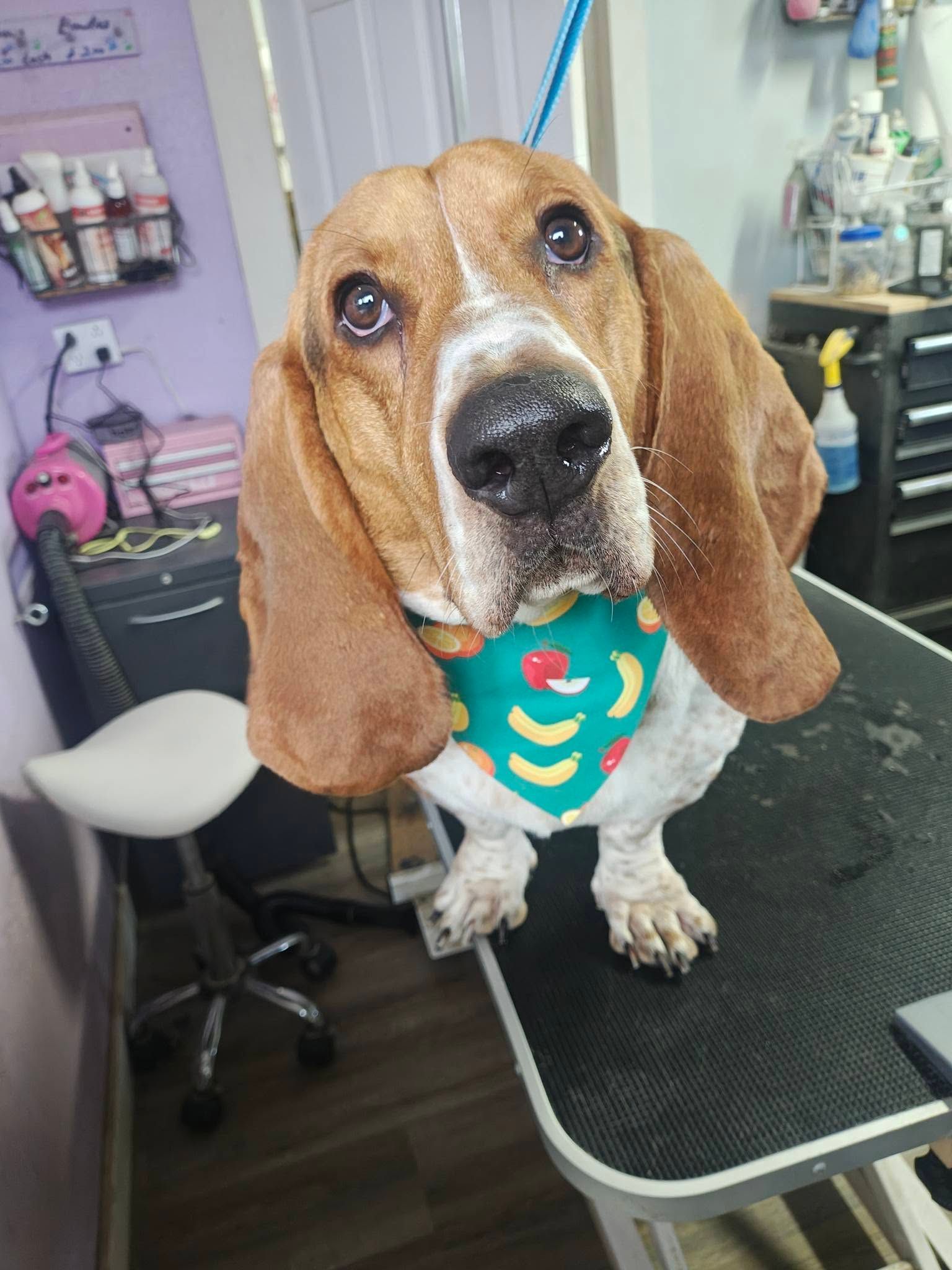 Basset hound on a grooming table wearing a teal bandana, looking up with droopy ears.