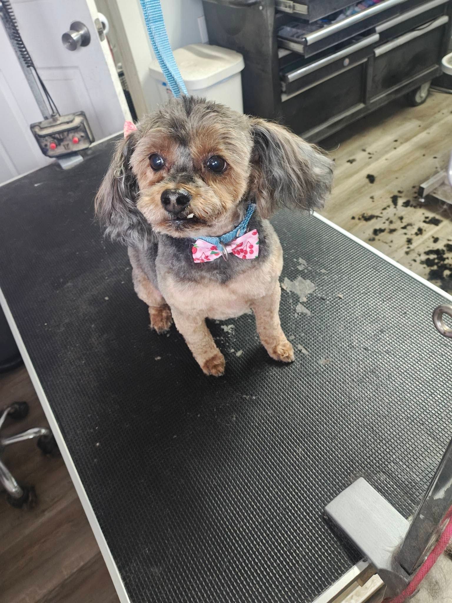 Small brown dog with a pink bow tie sitting on a grooming table in a salon