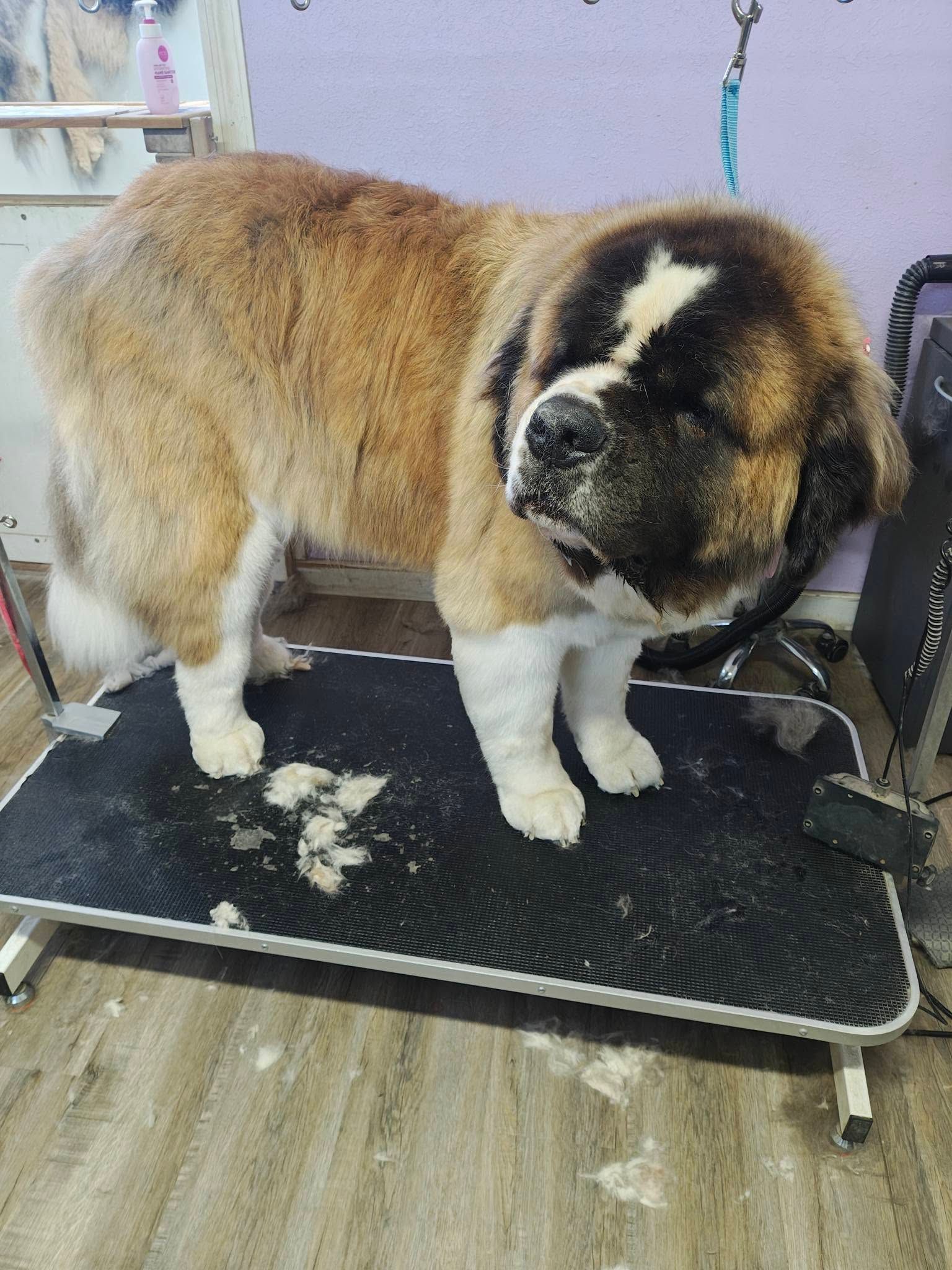 Large fluffy brown, black, and white dog standing on a grooming table with clipped fur on the mat