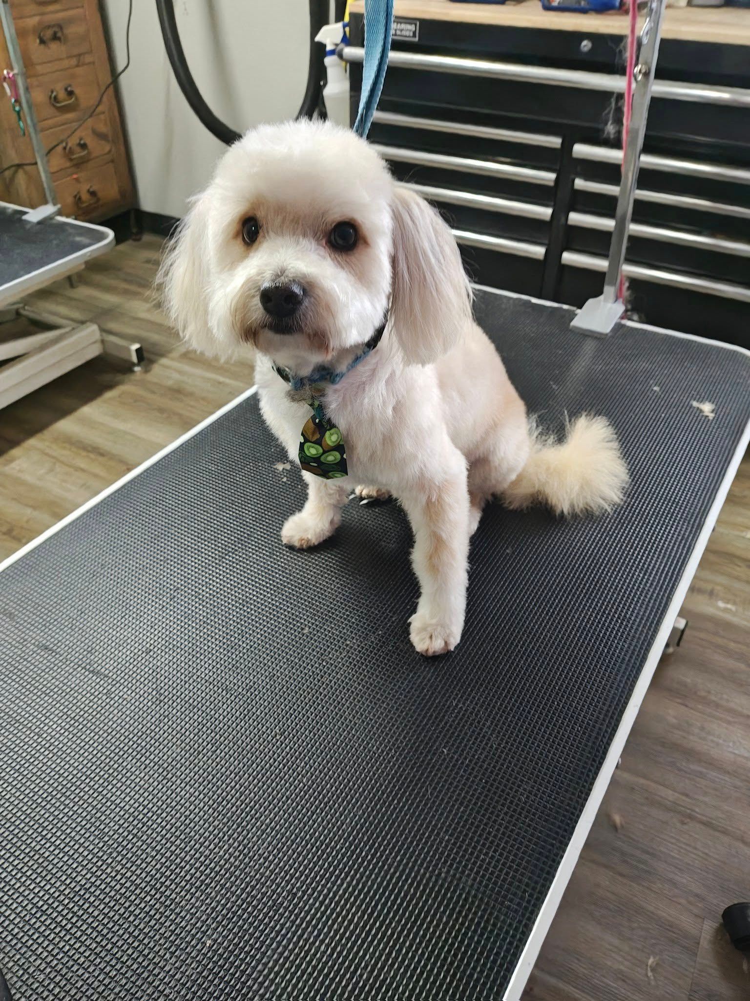 Small white dog sitting on a grooming table, looking at the camera, with a clipped coat and fluffy tail.