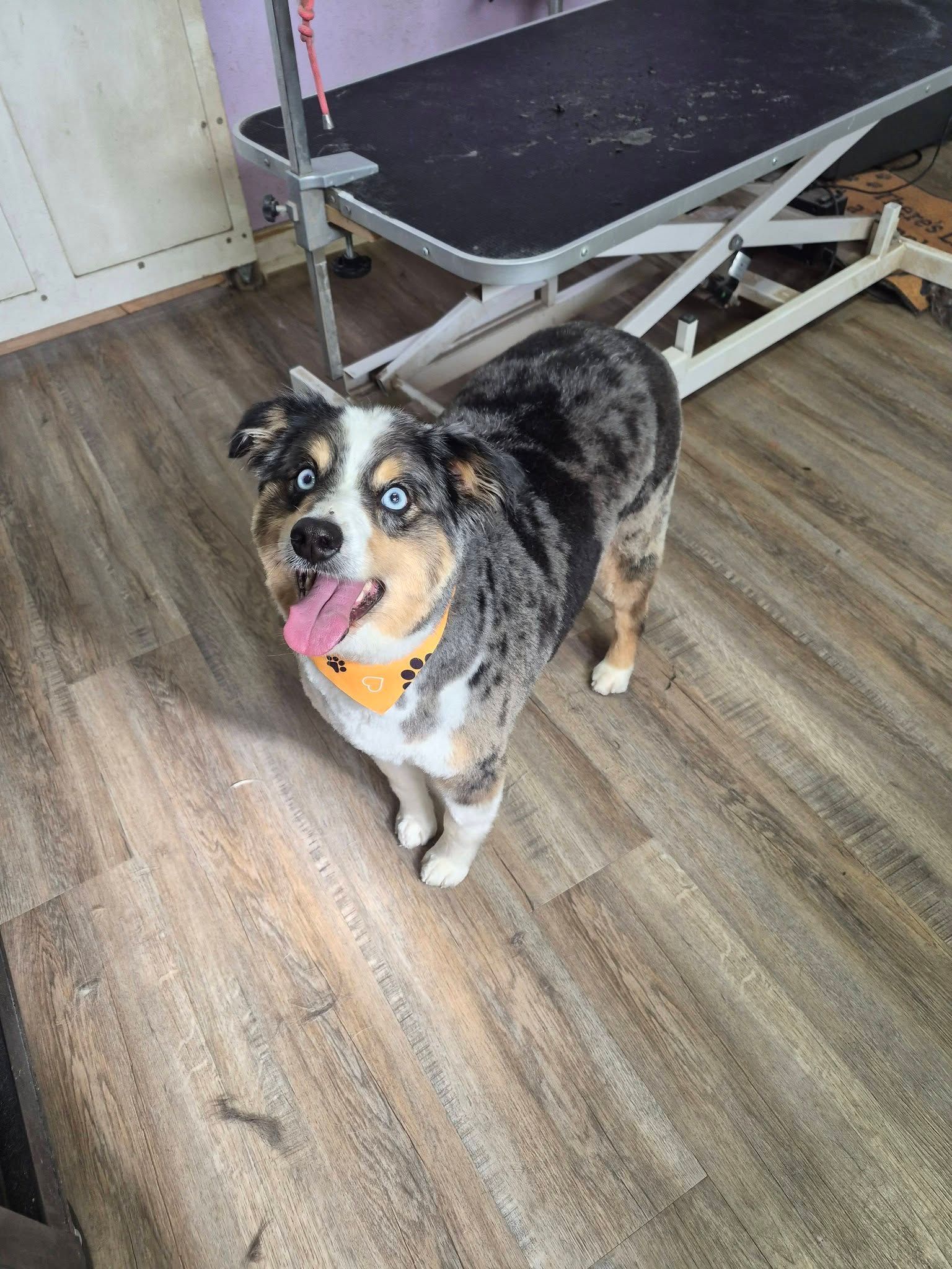 Small Australian shepherd with a bandana standing on a wood floor beside a grooming table, tongue out.