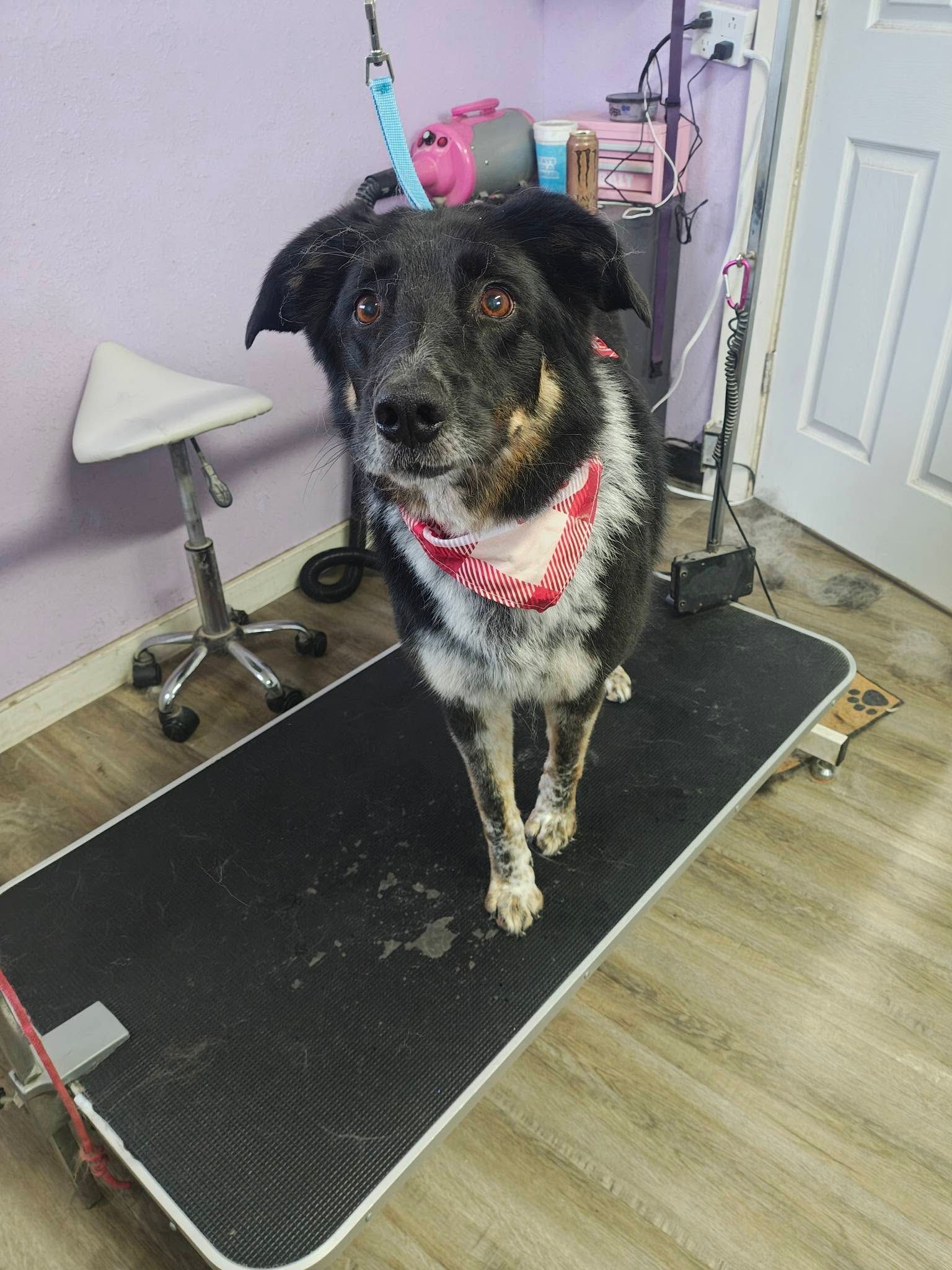 Black-and-white dog standing on a grooming table in a pet salon, wearing a red-and-white bandana