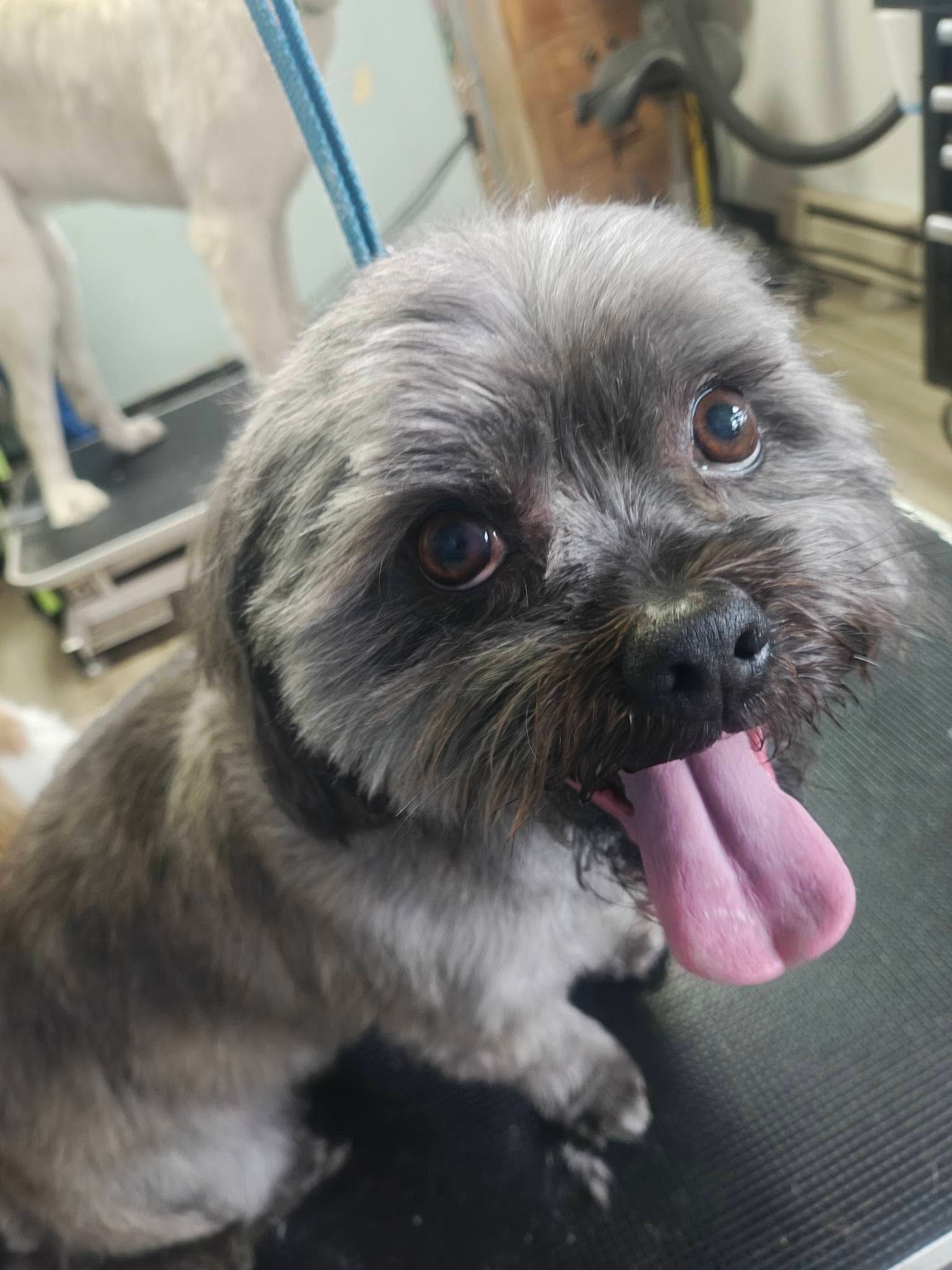 Small shaggy dog with gray-brown fur, panting with tongue out, sitting on a grooming table
