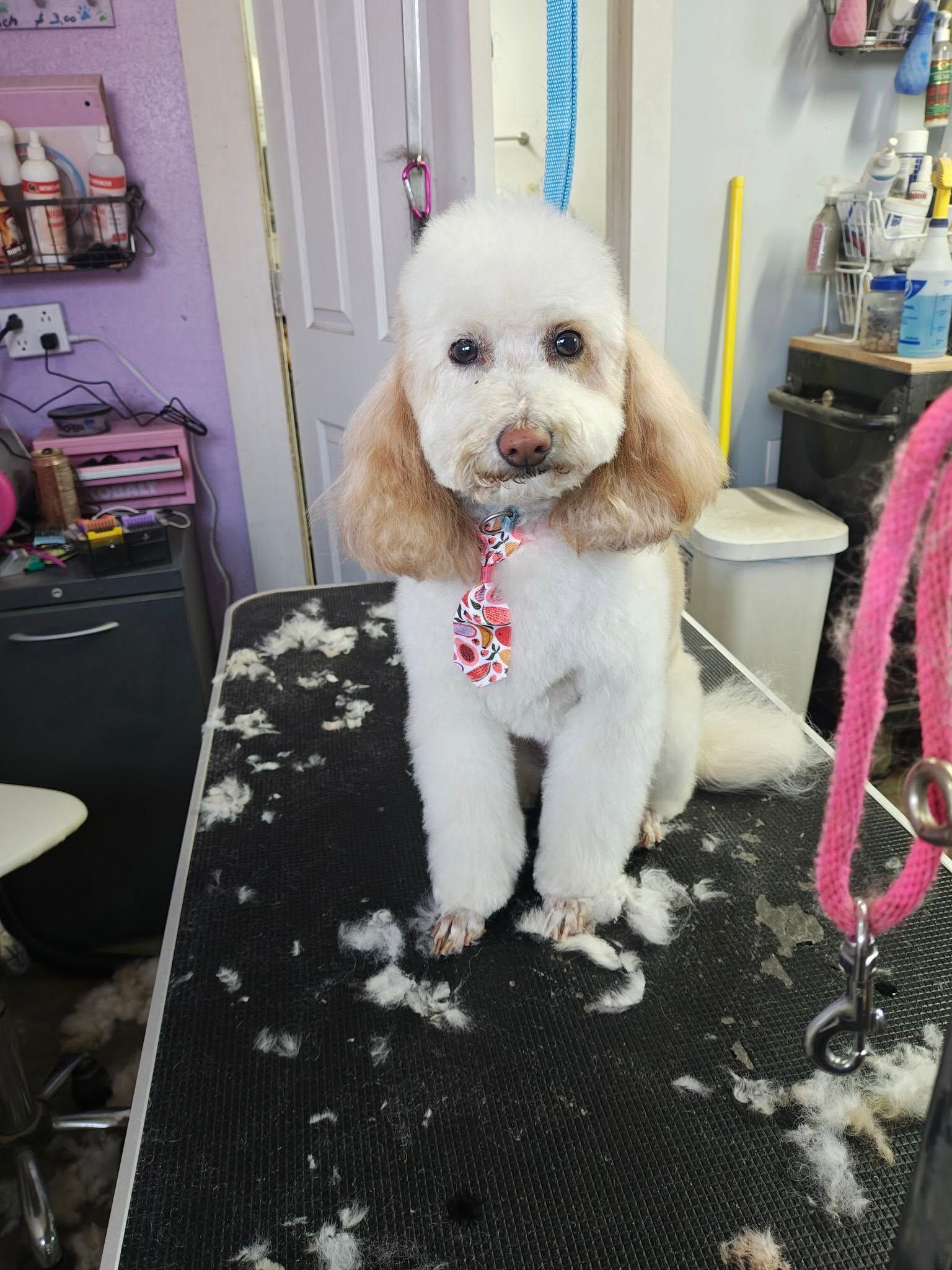 Small white and tan poodle standing on a grooming table, surrounded by clipped fur, in a pet salon.