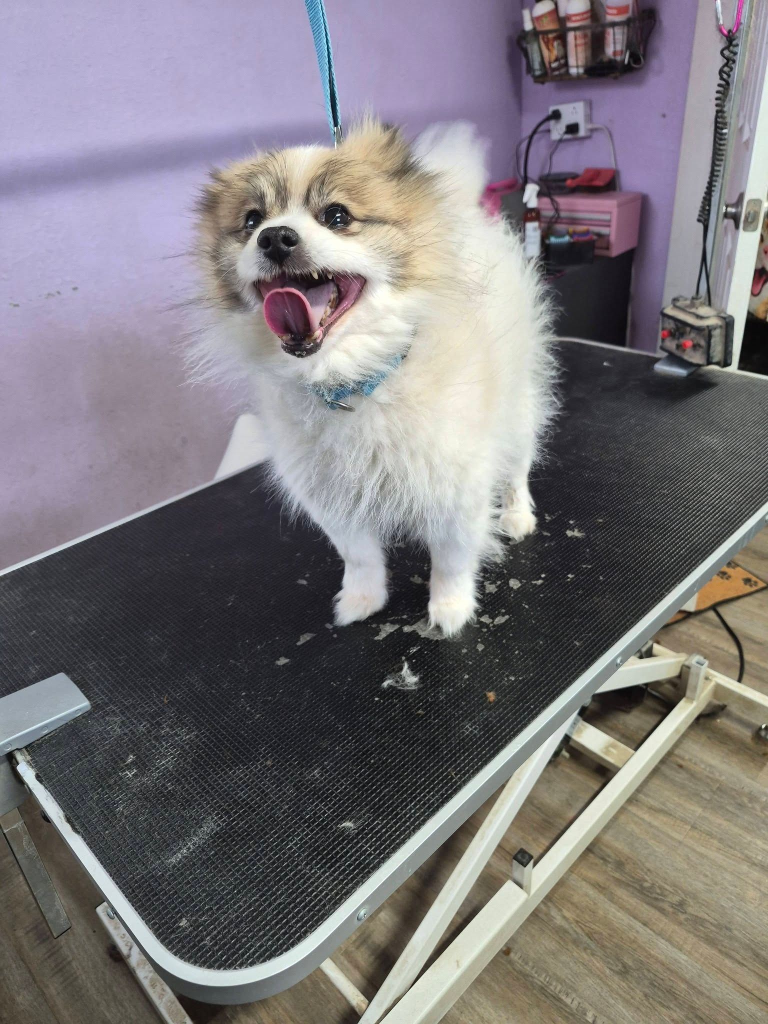 Small fluffy dog on a grooming table, wearing a blue leash and panting happily.