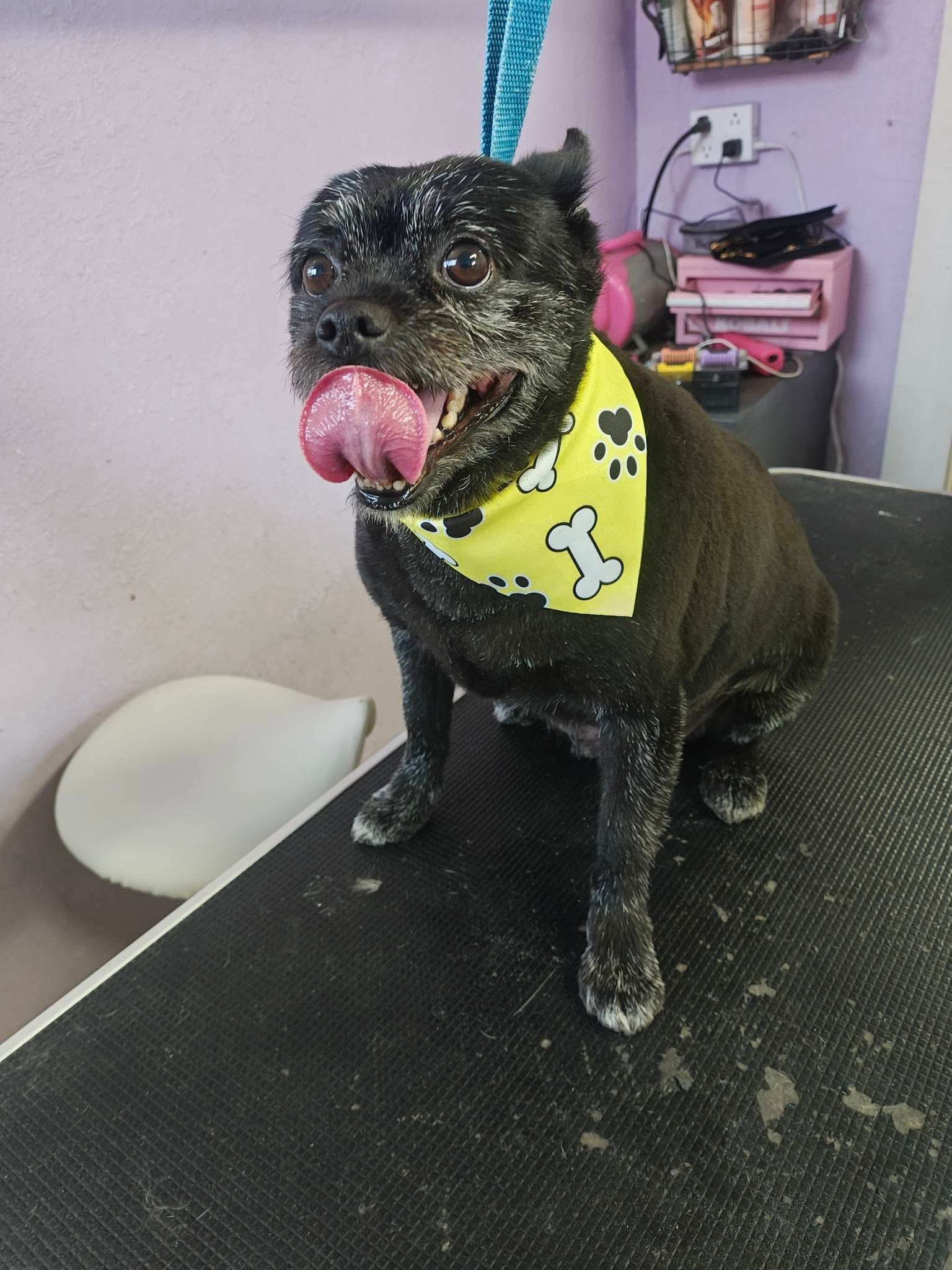 Black dog sitting on a grooming table, wearing a yellow bandana and a blue leash, licking its nose.