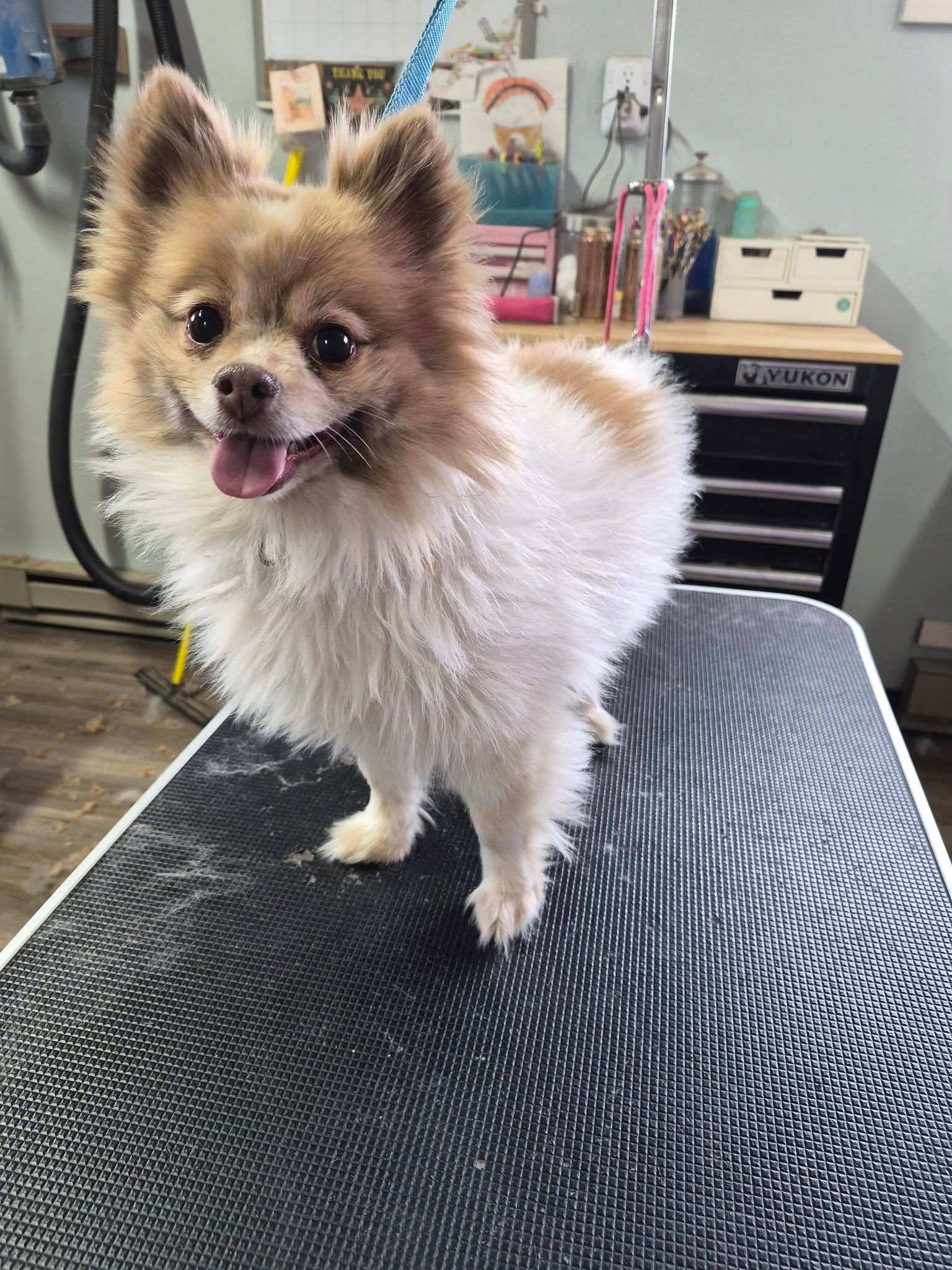 Small fluffy tan-and-white dog standing on a grooming table, tongue out, in a pet salon.