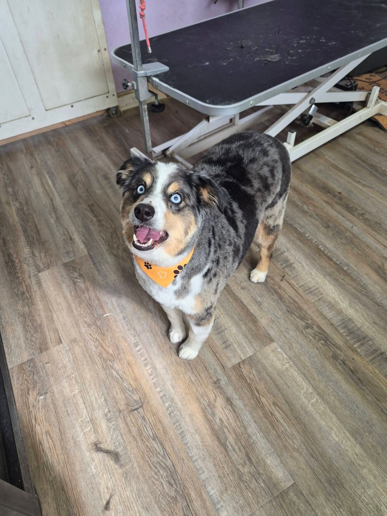 Merle dog with orange bandana standing on a wood floor beside a grooming table, looking up and panting