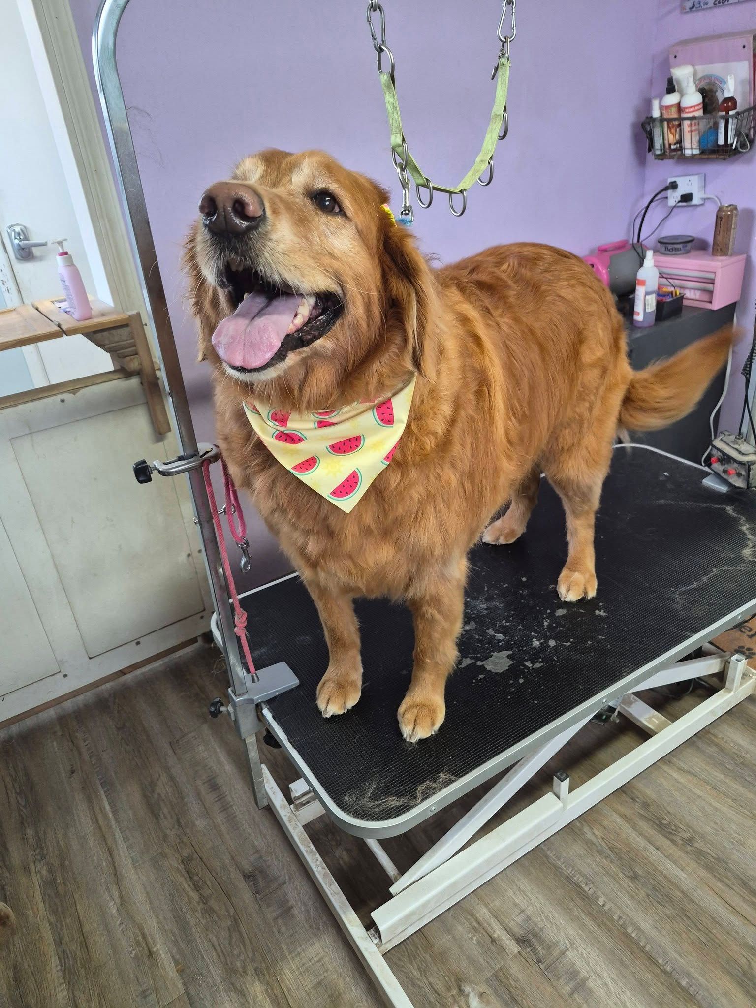 Happy golden dog on a grooming table, wearing a pink bandana in a pet salon