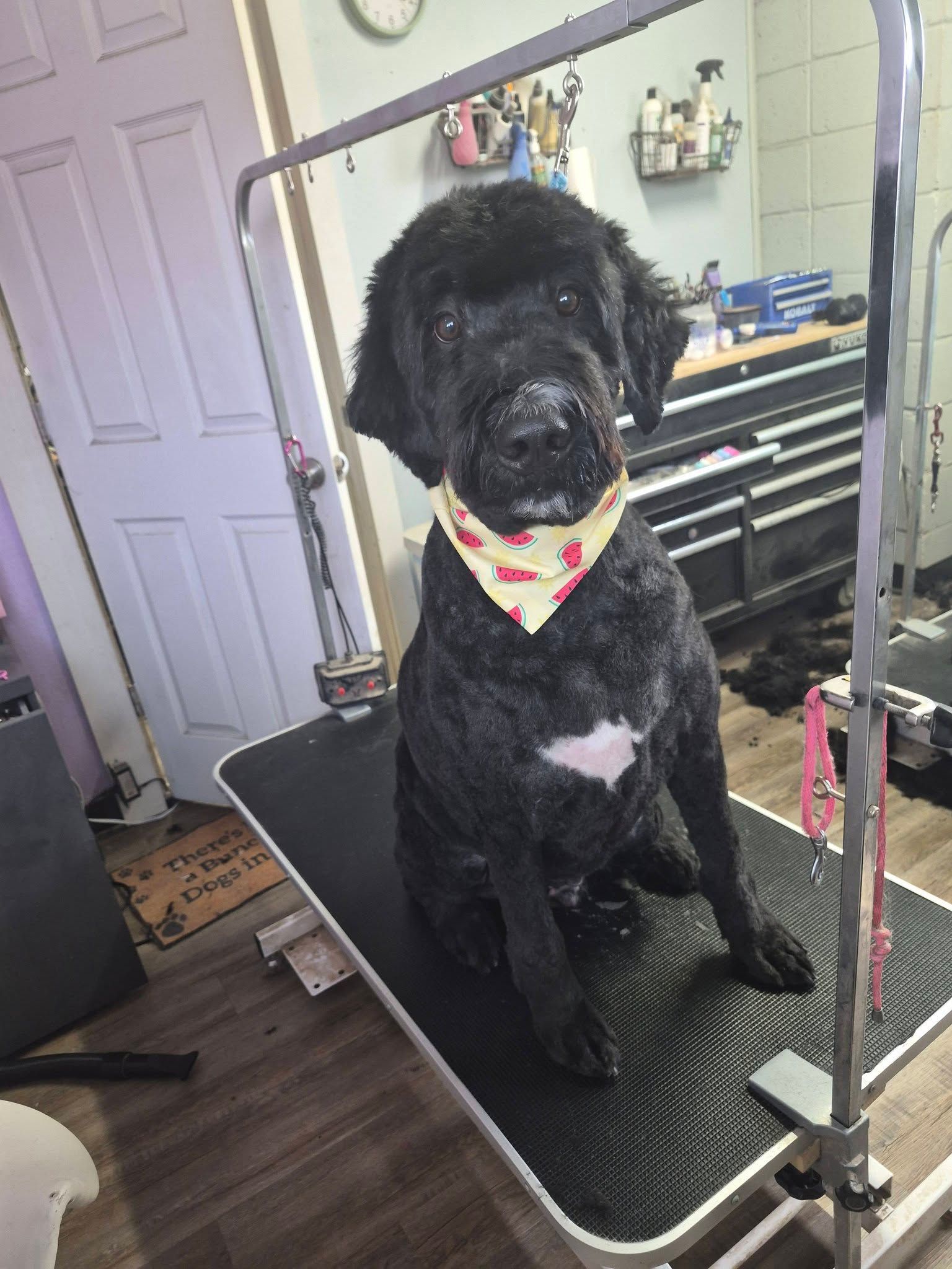 Black dog wearing a red bandana sits on a grooming table indoors.