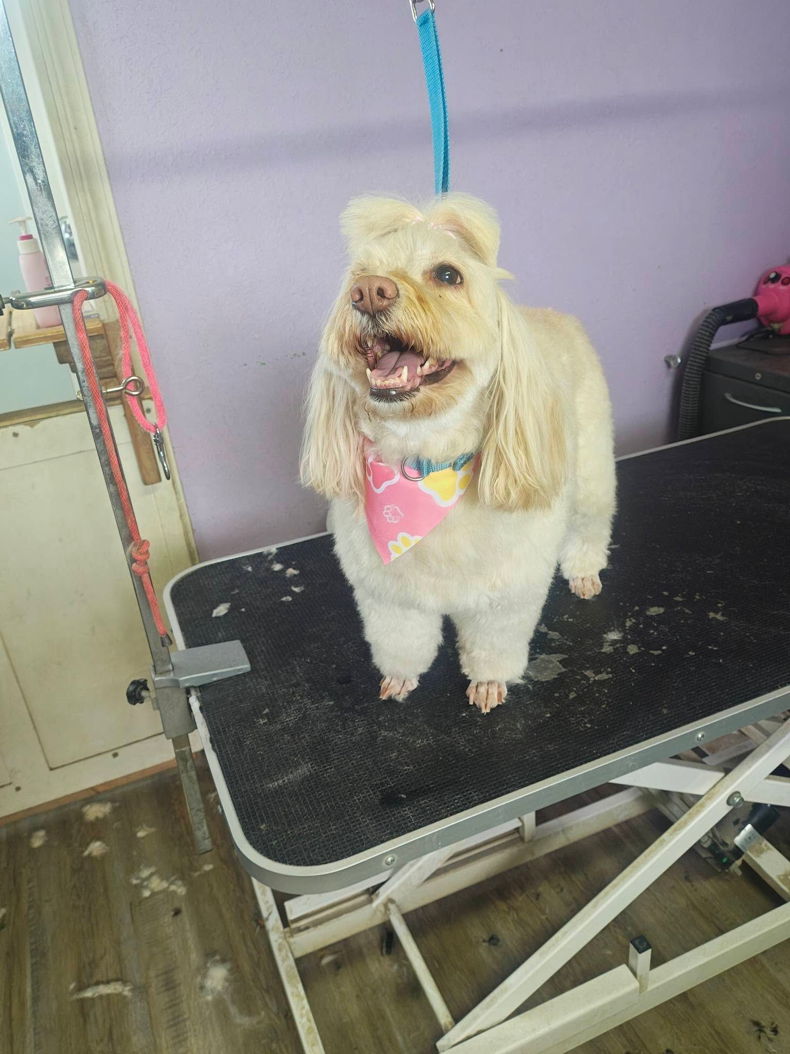 Small tan dog on a grooming table with a pink bandana and blue leash, mouth open and tongue out
