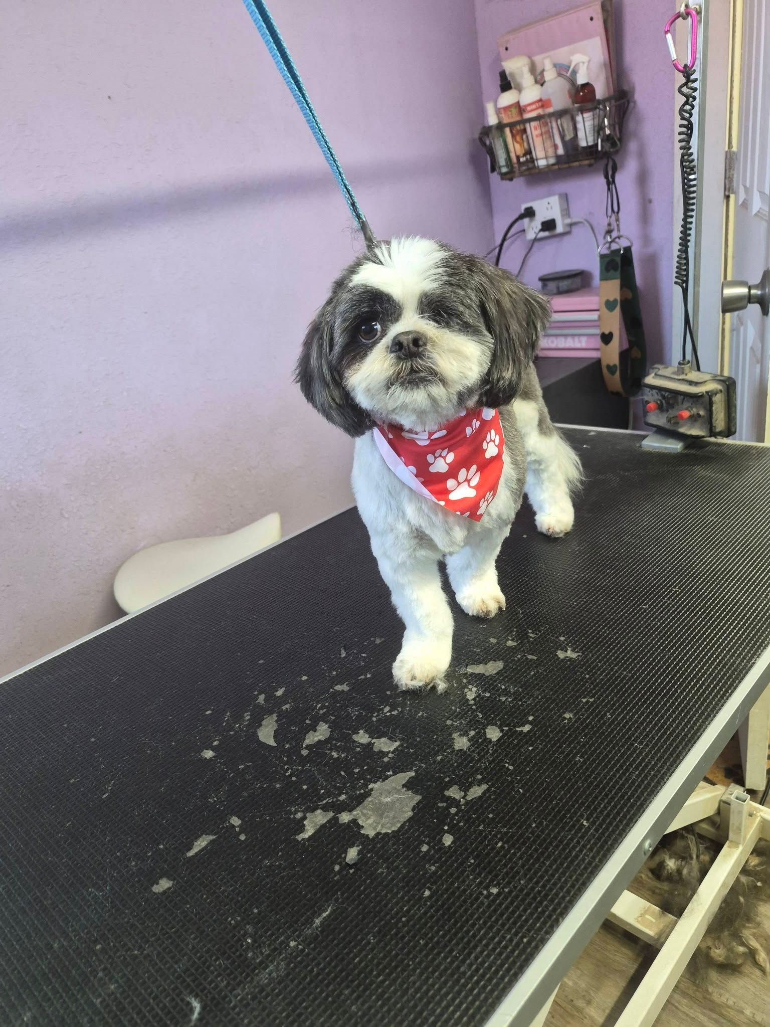 Small black-and-white dog wearing a red bandana on a grooming table, with a blue leash attached.