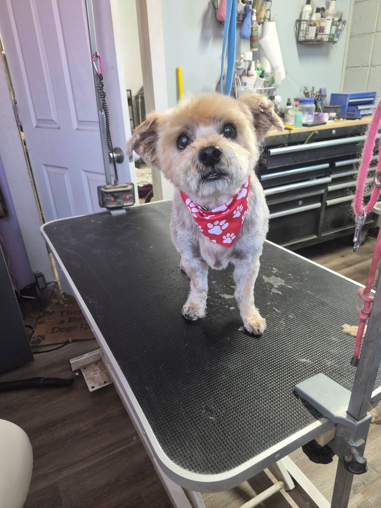 Small dog with red bandana standing on a grooming table in a pet salon