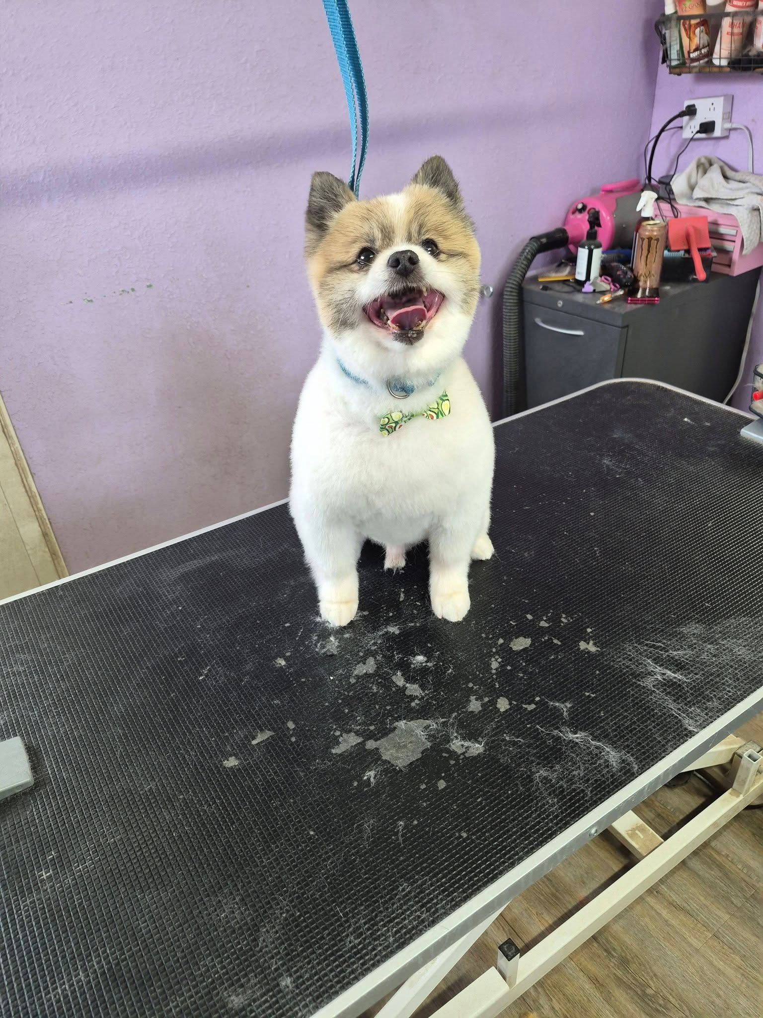 Small dog with a blue leash standing on a grooming table, tongue out, in a pet grooming salon.
