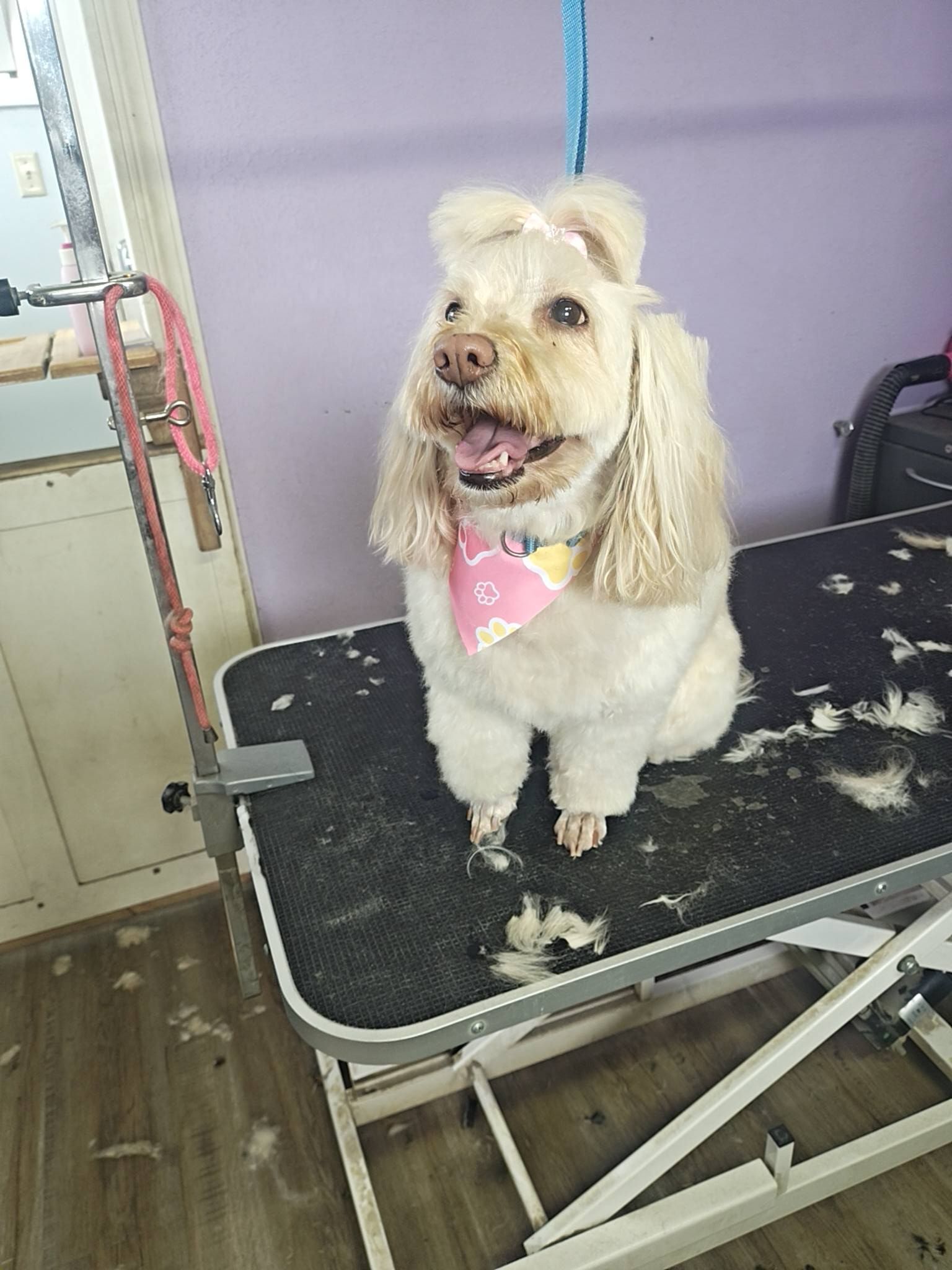 Cream-colored dog with pink bandana sitting on a grooming table, panting and looking to the side.