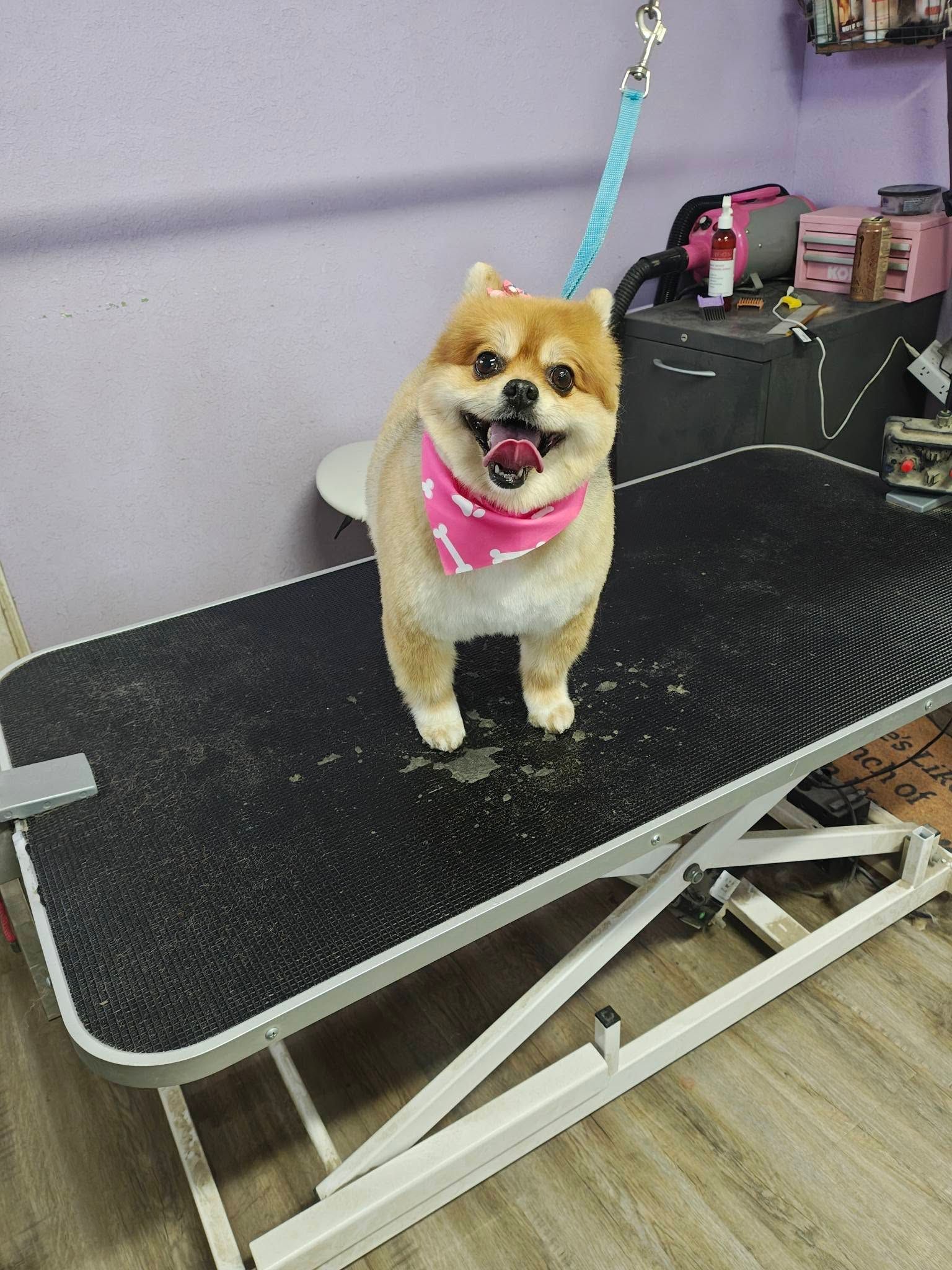 Small fluffy dog in a pink bandana standing on a grooming table, panting with a blue leash attached.