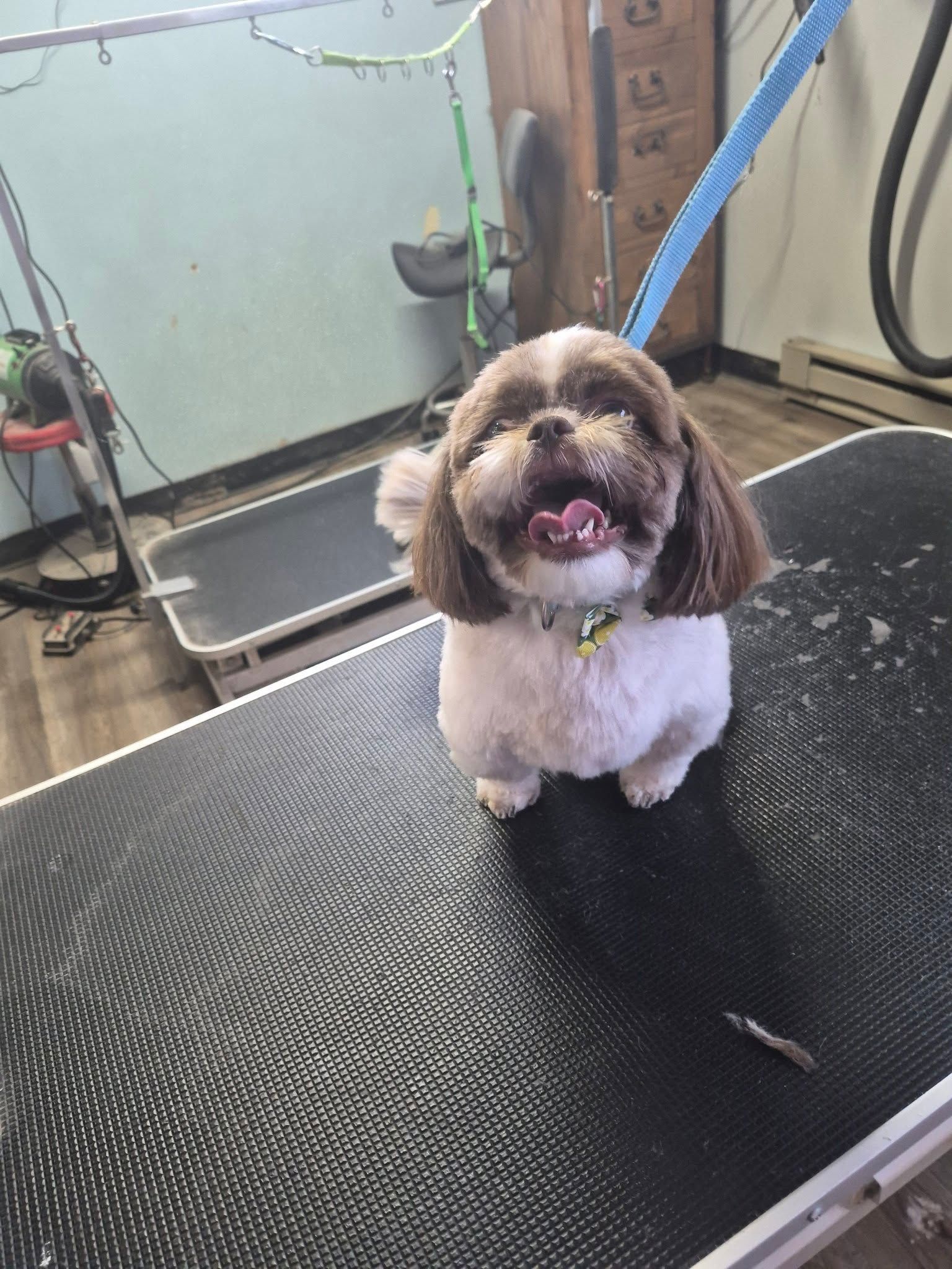 Small fluffy dog with a pink tongue on a grooming table in a salon