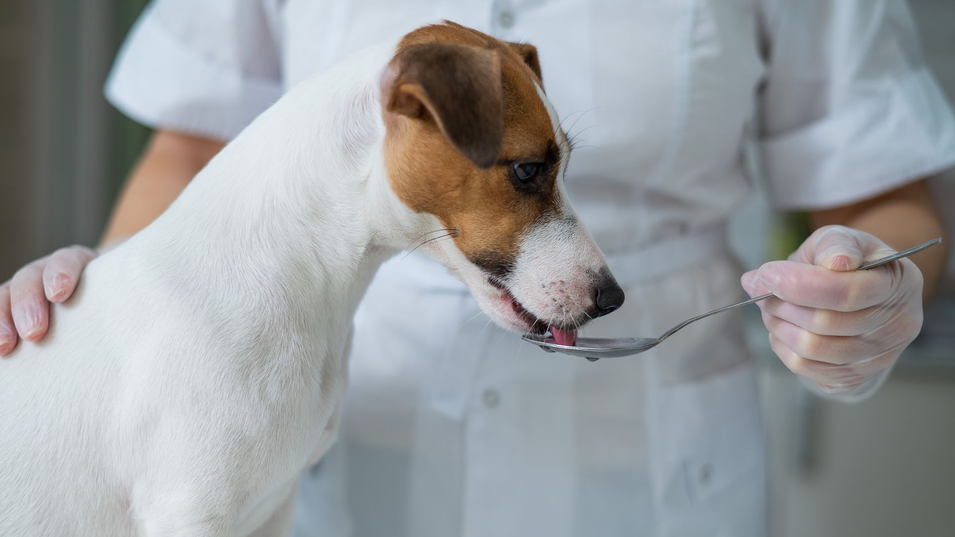 Una persona está alimentando a un perro con una cuchara.