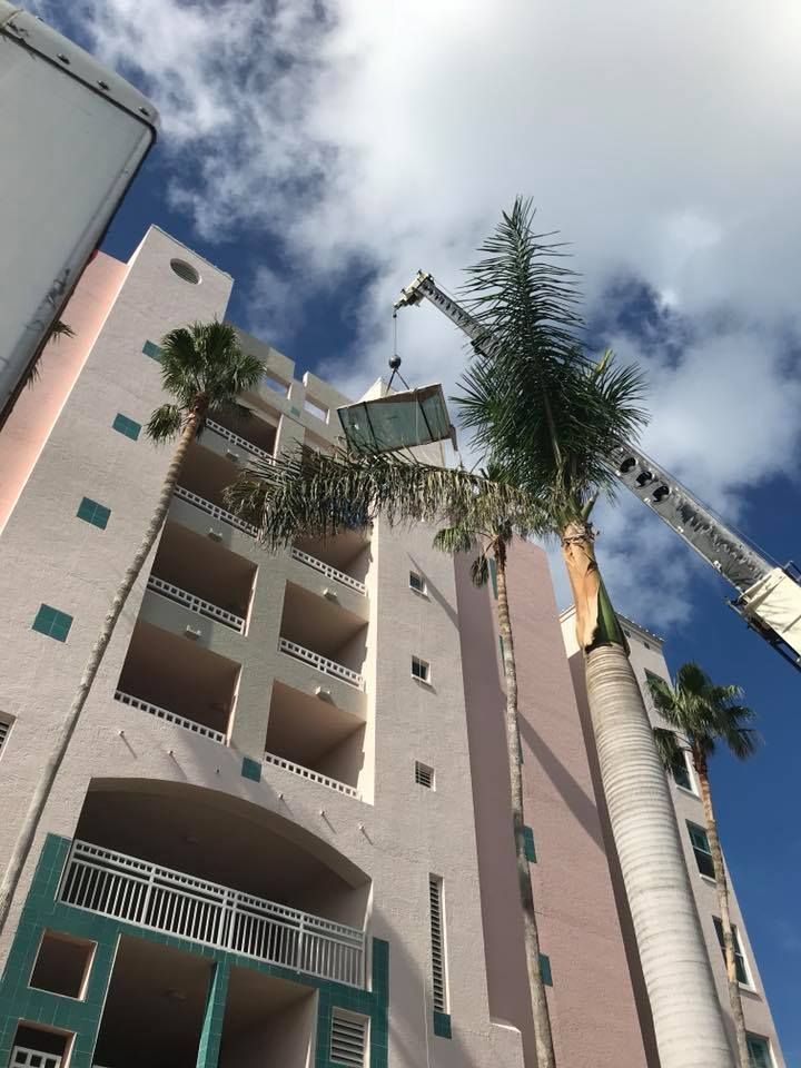 A crane is lifting a palm tree into a building.