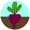 A cartoon illustration of a dark purple beet with green leaves, growing in brown soil against a light blue sky.