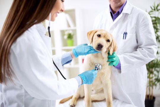 Veterinarian checking a yellow lab's vitals. Both wearing white coats and gloves. Clinic setting. Dog looks attentive.