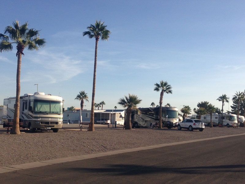 RV park with several parked motorhomes and palm trees under a clear blue sky