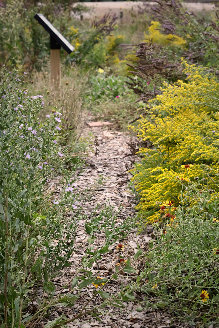 A bark-covered path winds through a garden. Yellow and green plants border the path; sign in the background.