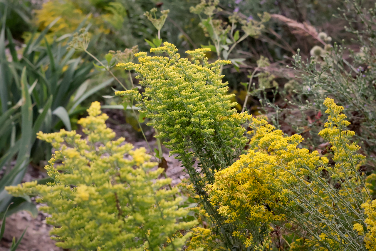 Yellow wildflowers blooming in a garden.