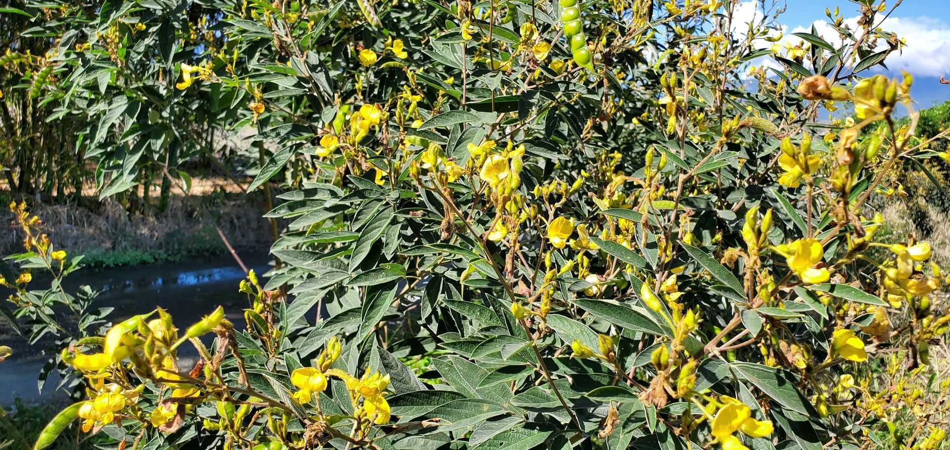 【光豐農會 】馬太鞍白樹豆