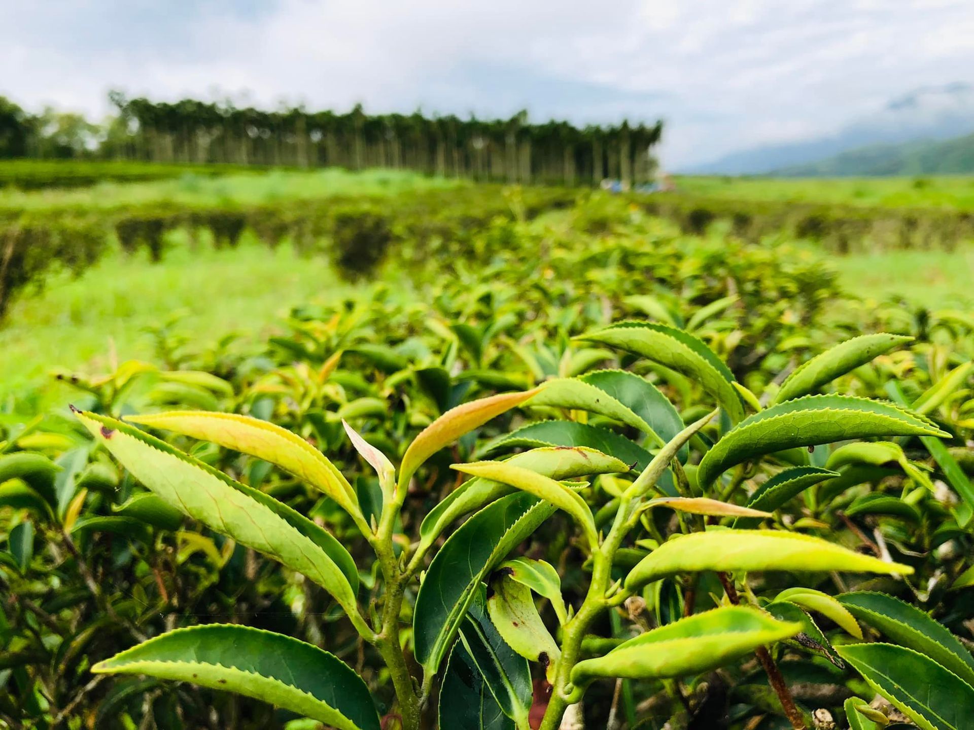 【 清風茶行】綜合茶包15入