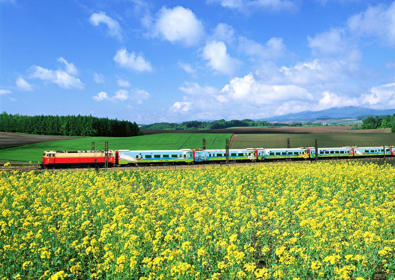 一列火車穿過一片黃花田