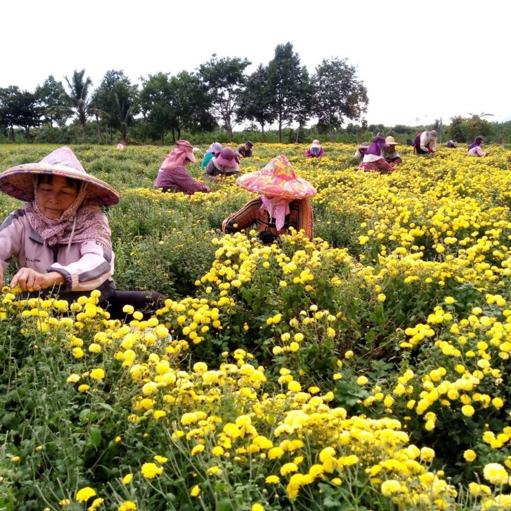 【台東縣農會 】杭菊50g
