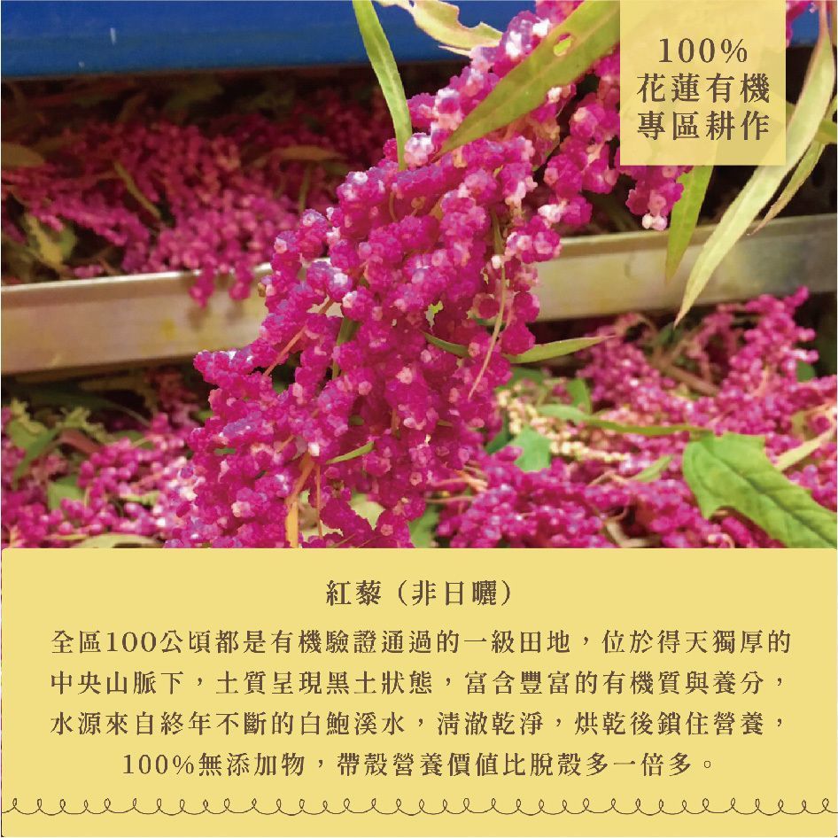 淺草堂-有機紅藜