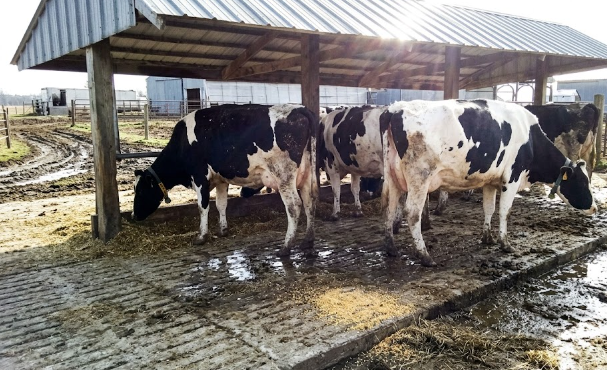 Dairy cows eating safely on a grooved agricultural concrete feeding pad.