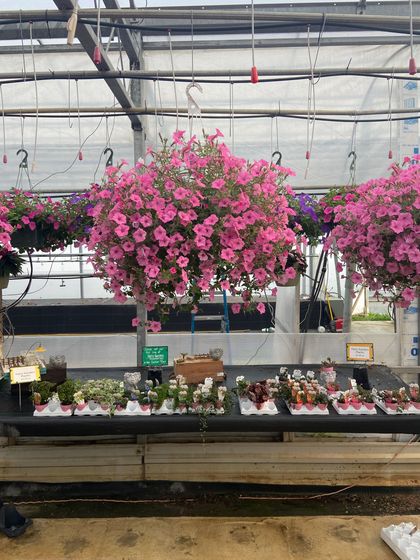 Pink flower hanged