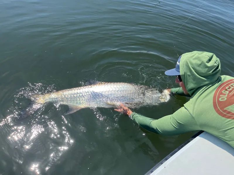 Person in a green hoodie releasing a large fish into dark water beside a boat.