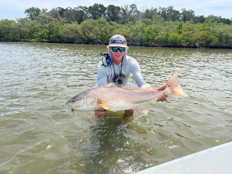 Person holding a large fish while standing in shallow water near a mangrove shore.