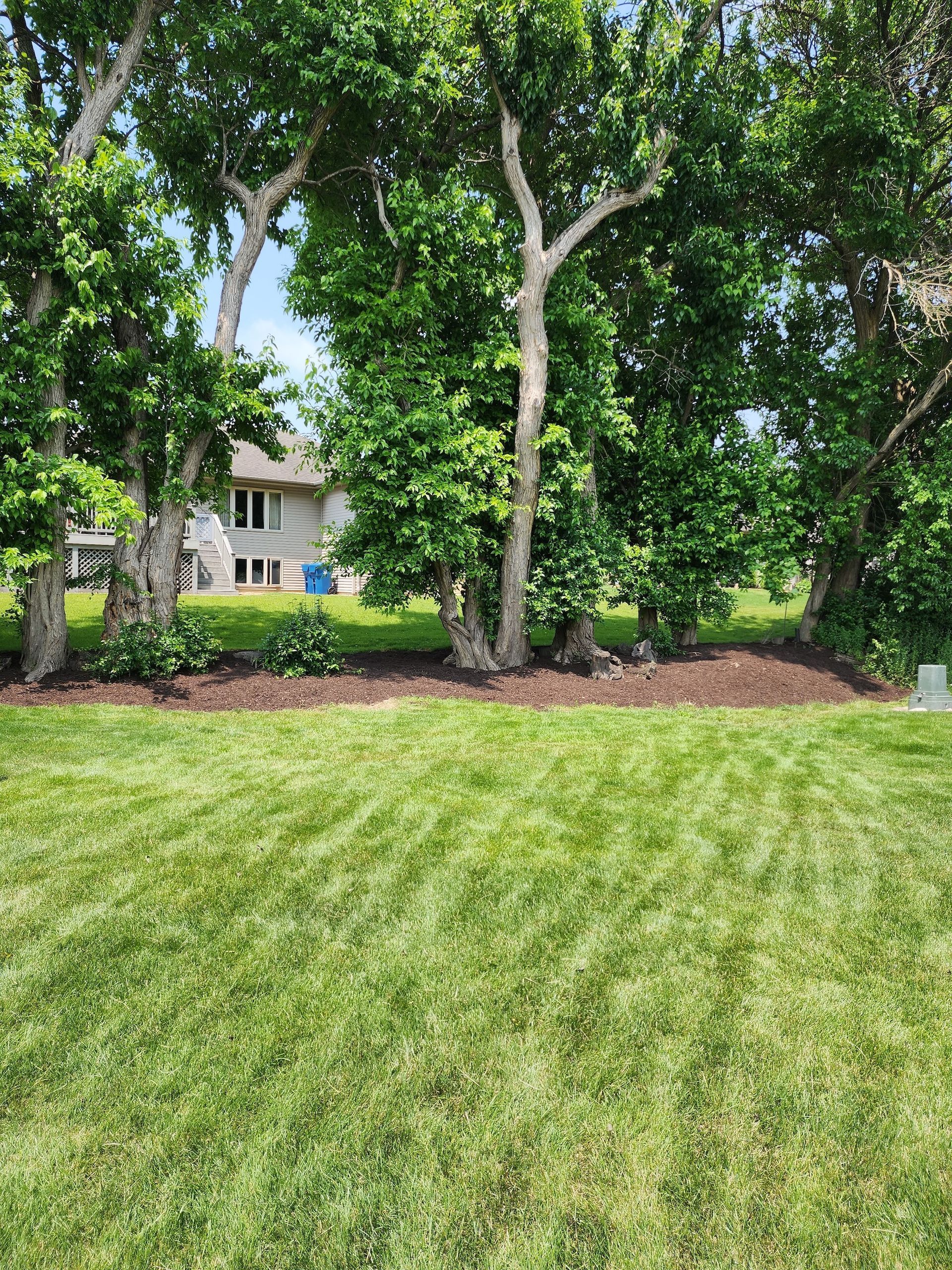 Lush green lawn with mature trees and a house partially visible in the background.