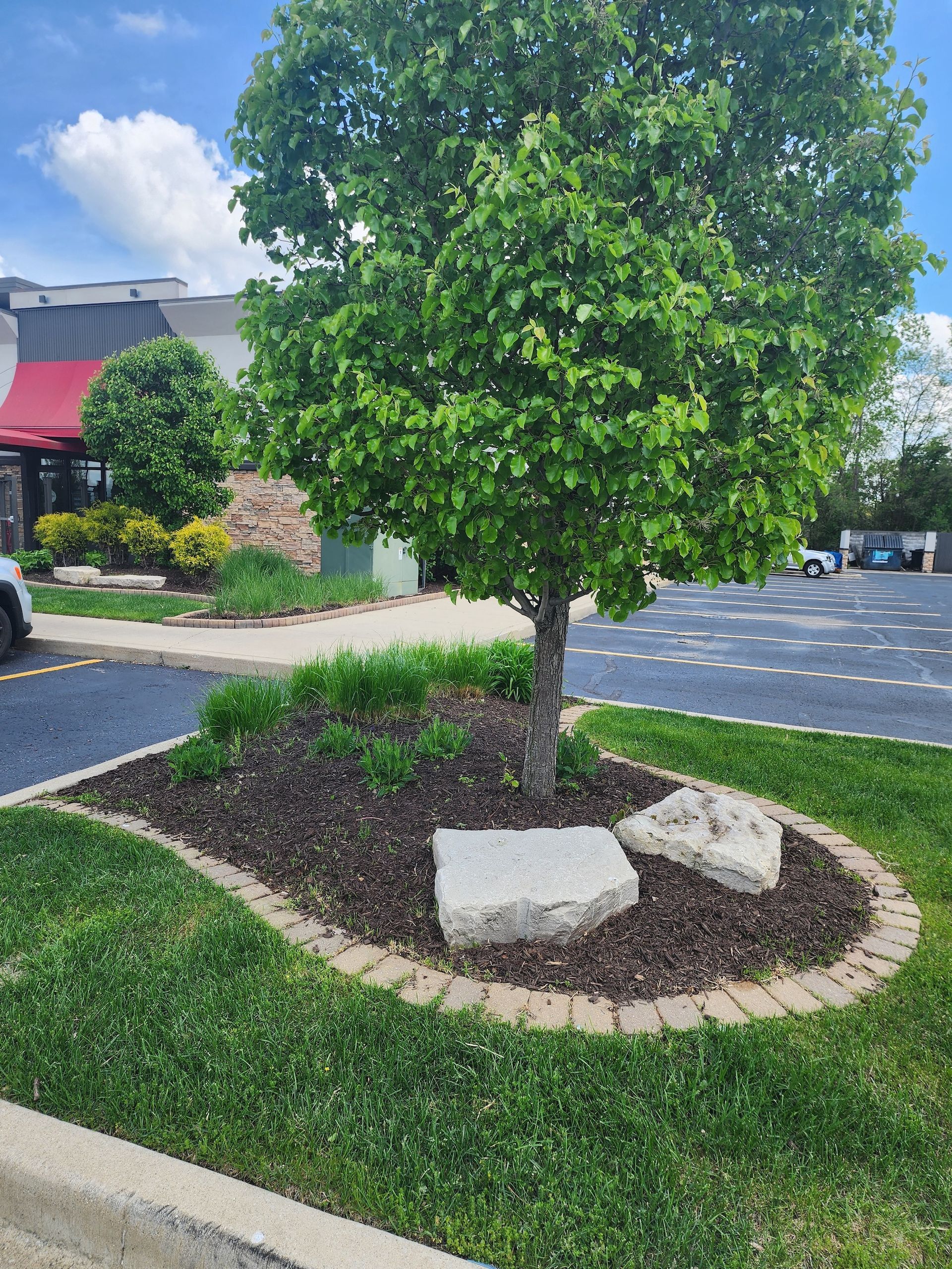 Small ornamental tree in a landscaped parking lot island with rocks and mulch