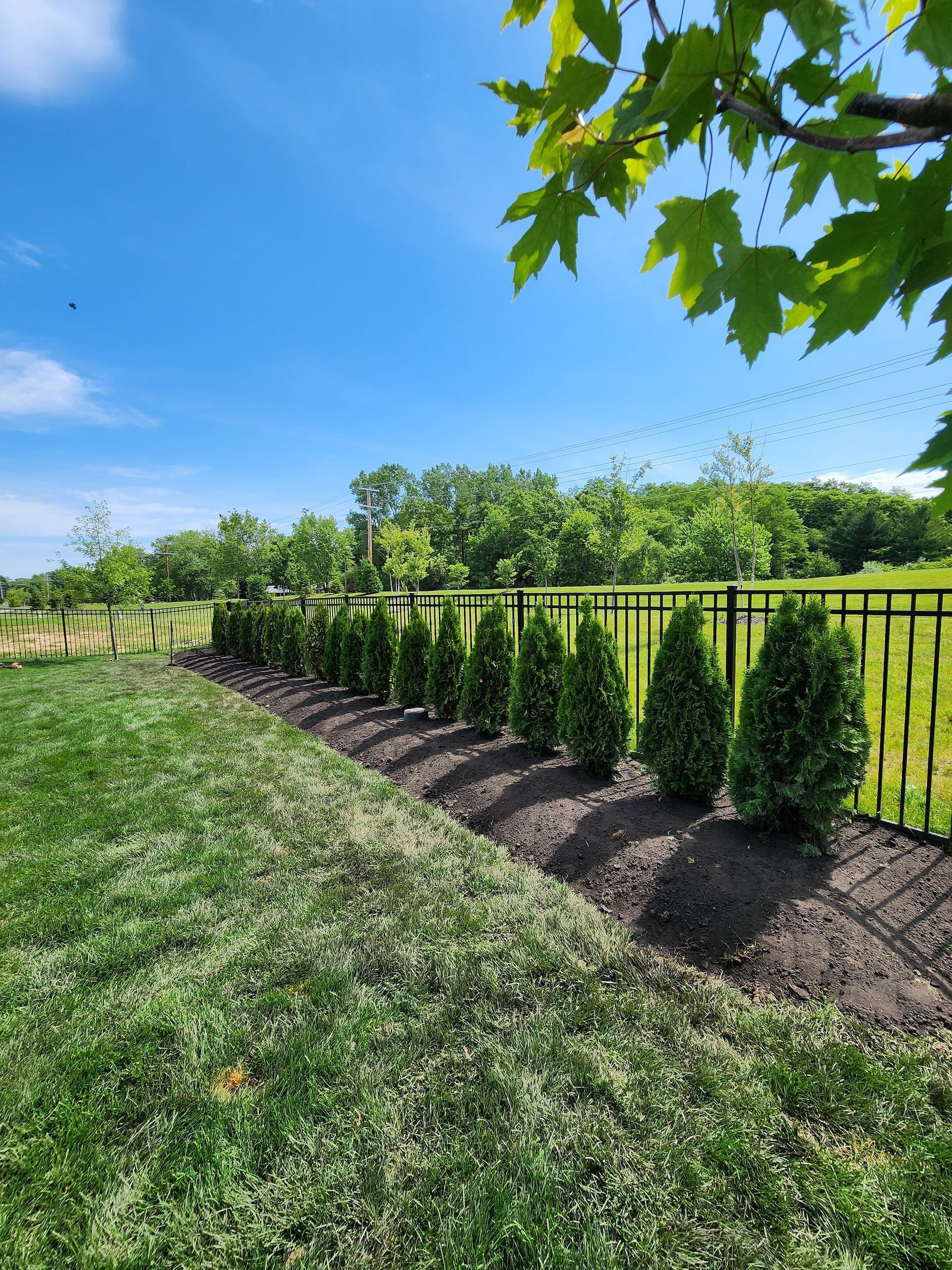 Sunlit landscaped yard with trimmed hedges, green lawn, and blue sky