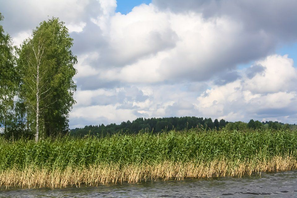 piante acquatiche per fitodepurazione