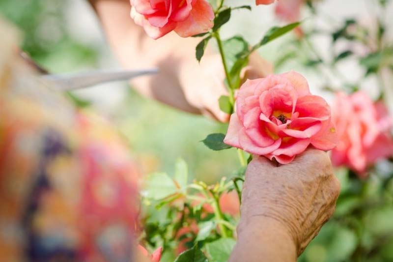 fiore