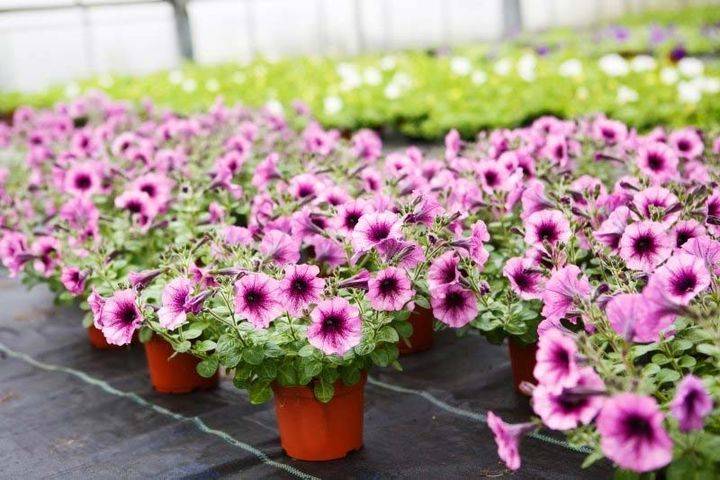 vasi di fiori