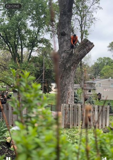 A man is climbing a tree in a backyard.
